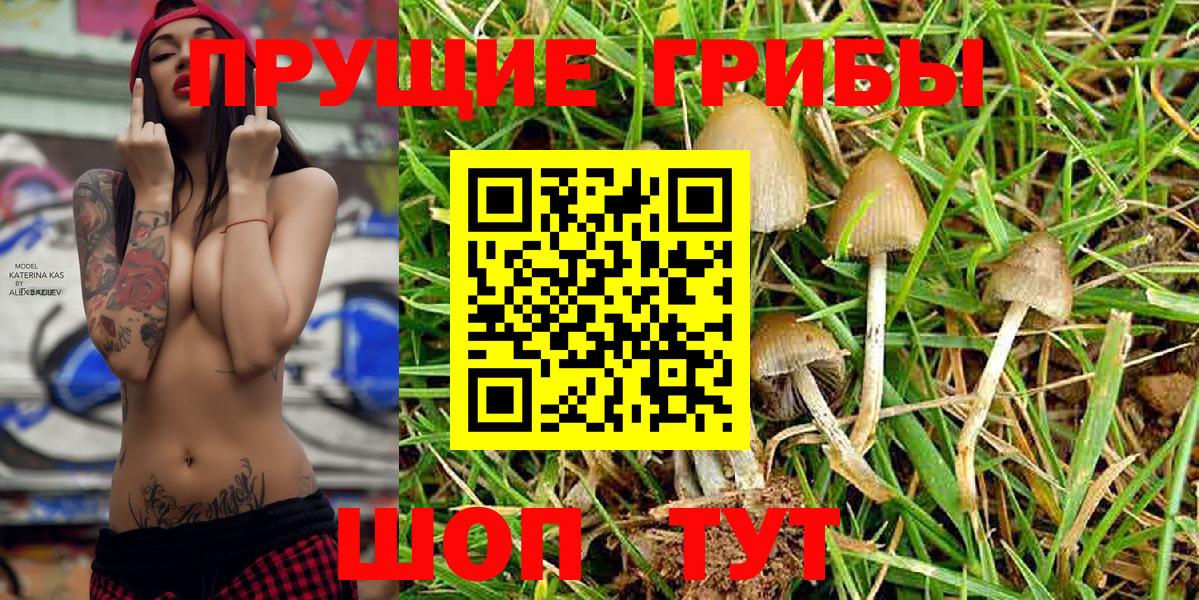 Псилоцибиновые грибы Psilocybe Абинск
